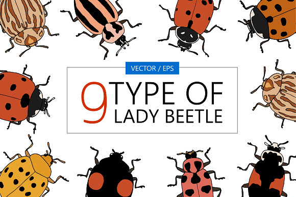 9 type of Lady Beetle in Illustrations - product preview 1