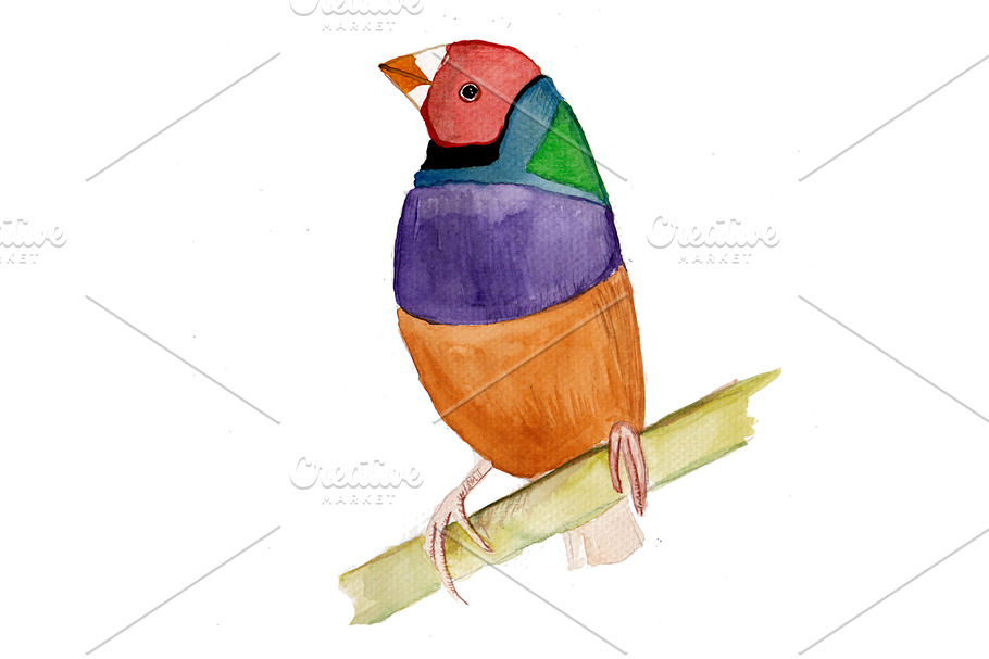 Exotic bird watercolor