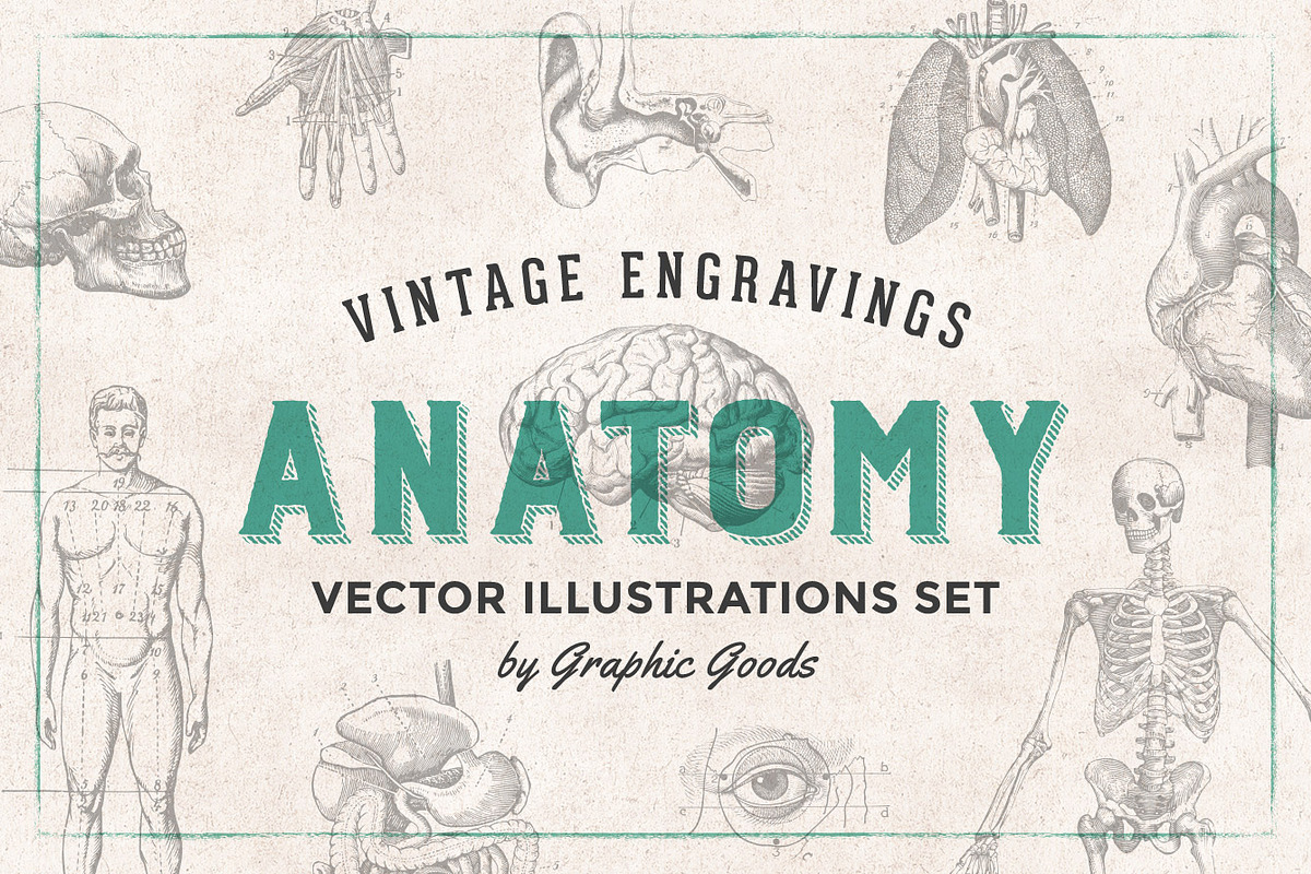Anatomy Engravings Set in Objects - product preview 8