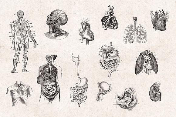 Anatomy Engravings Set in Objects - product preview 3