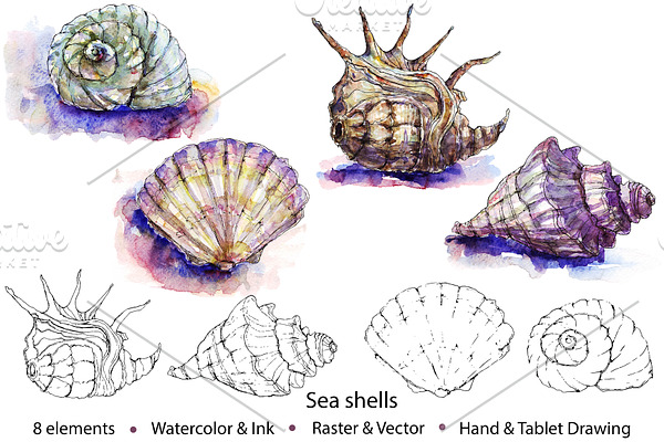 Watercolor & Vector Sea Shells