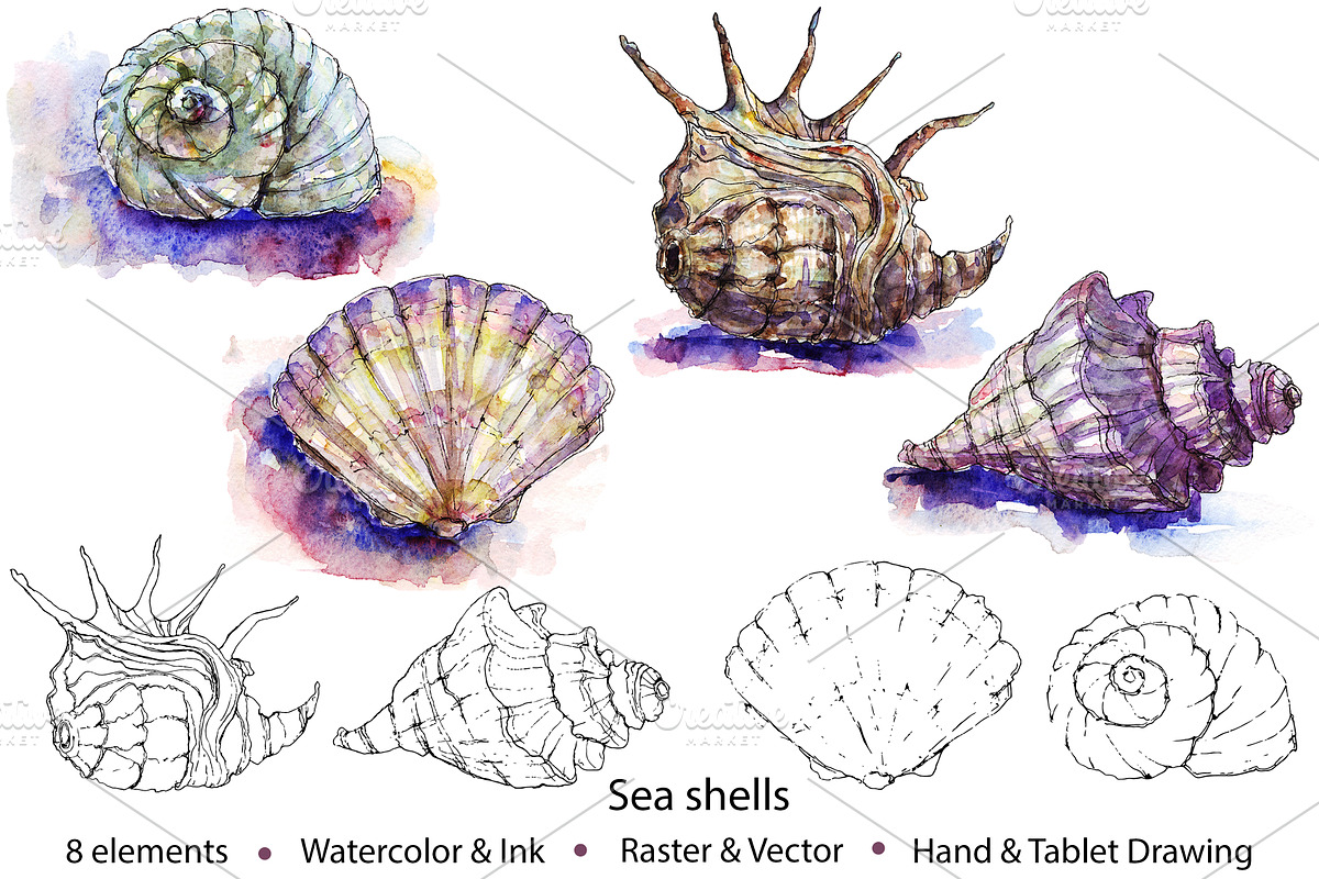 Watercolor & Vector Sea Shells in Illustrations - product preview 8