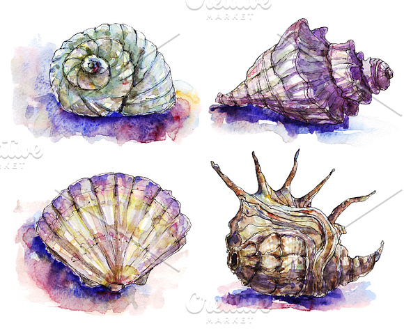Watercolor & Vector Sea Shells in Illustrations - product preview 1