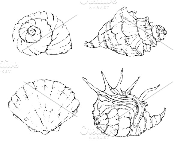 Watercolor & Vector Sea Shells in Illustrations - product preview 2