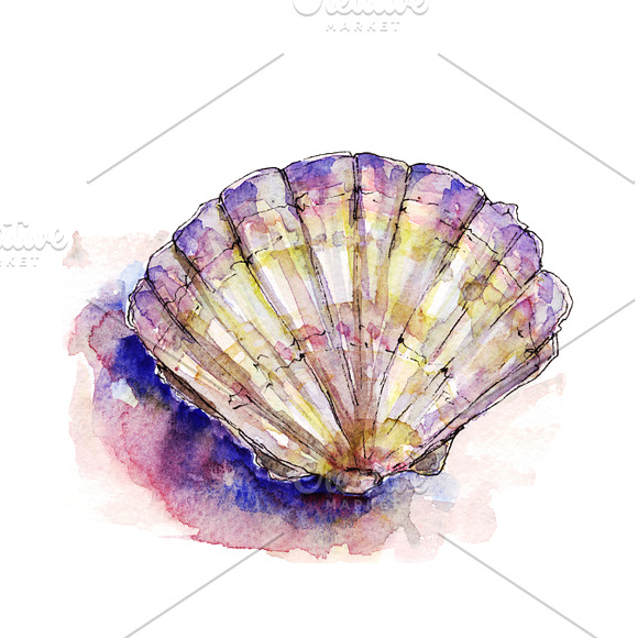 Watercolor & Vector Sea Shells in Illustrations - product preview 3