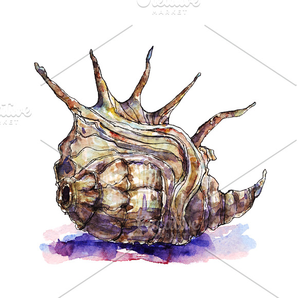Watercolor & Vector Sea Shells in Illustrations - product preview 4