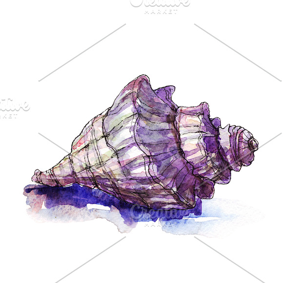 Watercolor & Vector Sea Shells in Illustrations - product preview 5