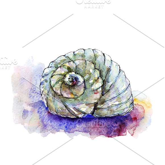 Watercolor & Vector Sea Shells in Illustrations - product preview 6