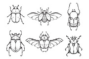 Set of hand drawn insect