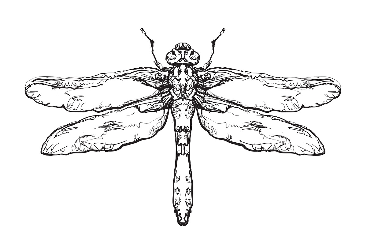 Hand drawn dragonfly in Illustrations - product preview 8