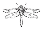 Hand drawn dragonfly