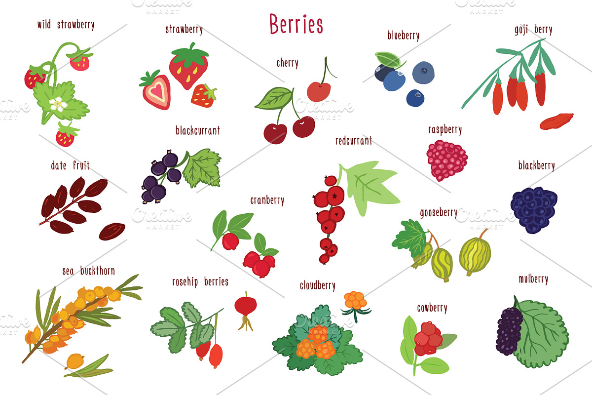 Berries in Illustrations - product preview 8