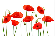 Nature Background With Poppies