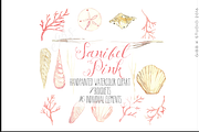 Sanibel Pink Seashell clipart