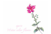 Water color flower on white backgrou