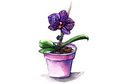 Violet phalaenopsis orchid flower
