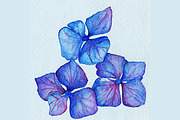 Watercolor blue violet hydrangea