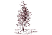 Monochrome sepia spruce pine tree