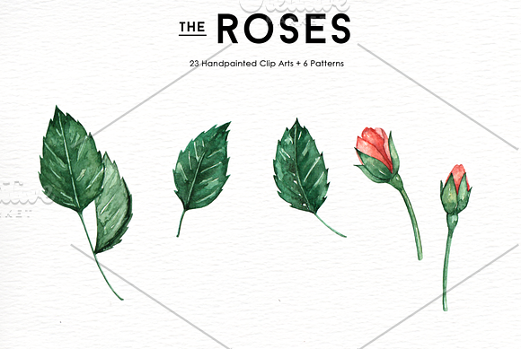 Rose Flowers Watercolor Clipart in Illustrations - product preview 5