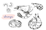 Shrimps. Vector illustrations