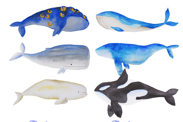 Watercolor whales clipart