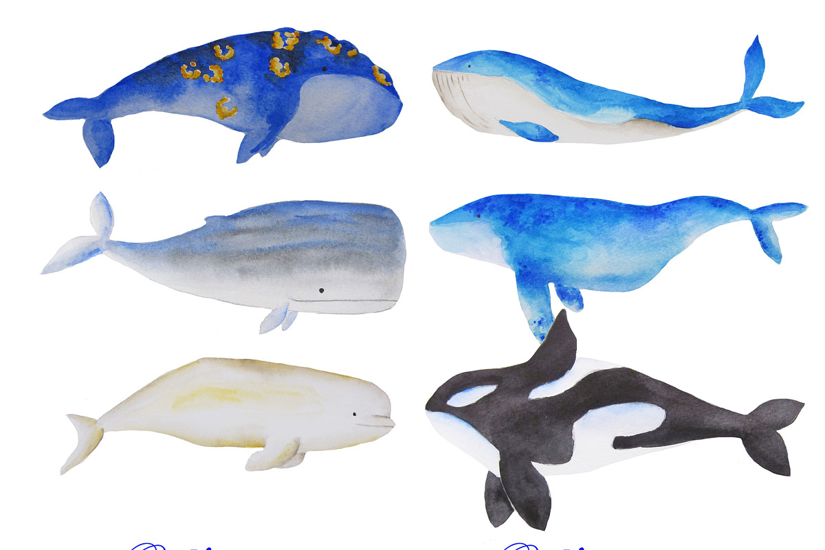 Watercolor whales clipart in Illustrations - product preview 8