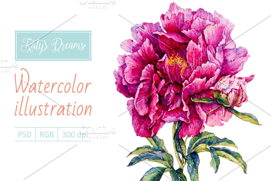 Watercolor peony in Illustrations - product preview 8