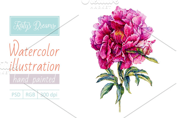 Watercolor peony in Illustrations - product preview 1