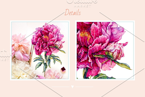 Watercolor peony in Illustrations - product preview 2