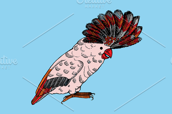 Hand drawn parrot. Vector