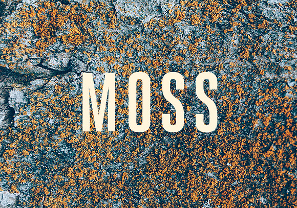 16 Moss Photo Textures in Textures - product preview 4