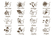 Collection of Ayurvedic Herbs