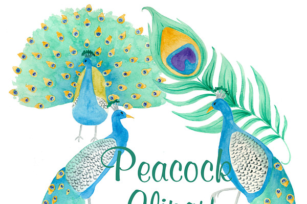 Peacock clipart and patterns
