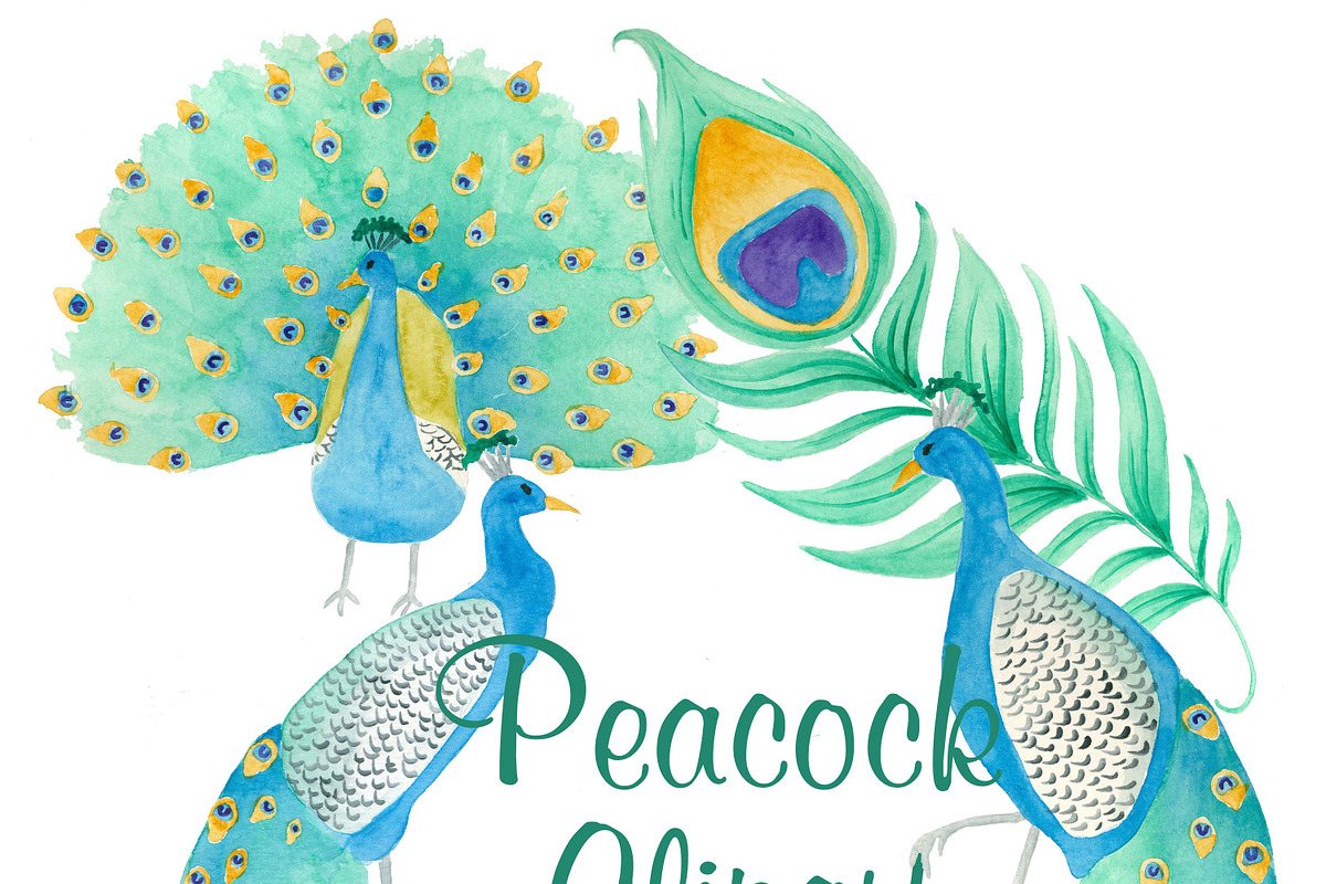 Peacock clipart and patterns in Illustrations - product preview 8