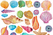 Shells watercolor clip art