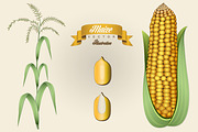 Retro vintage maize illustration