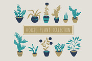 Cactus house plants