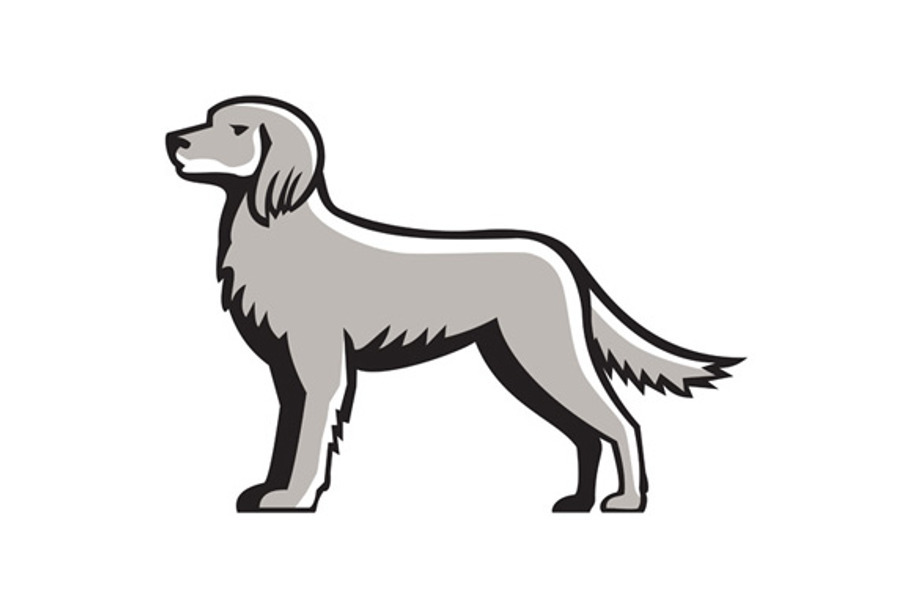 English Setter Standing Side View in Illustrations - product preview 8
