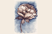 Watercolor vintage peony flower