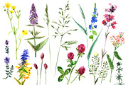 Watercolor herbs and flowers