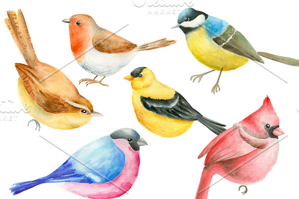 Bird illustration