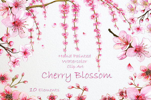 Cherry Blossom. Watercolor Clip Art