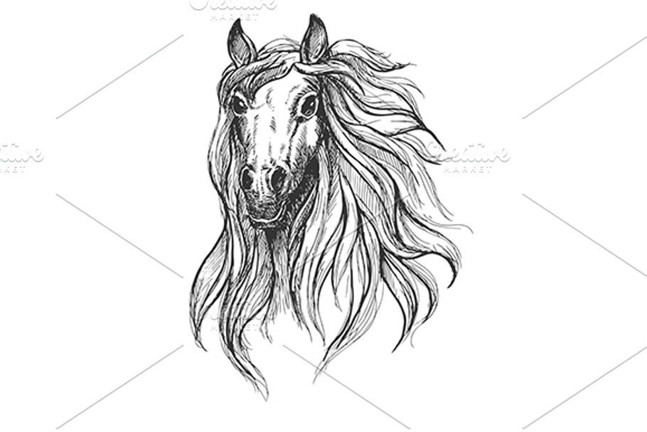 Wild horse mustang sketch in Graphics - product preview 8