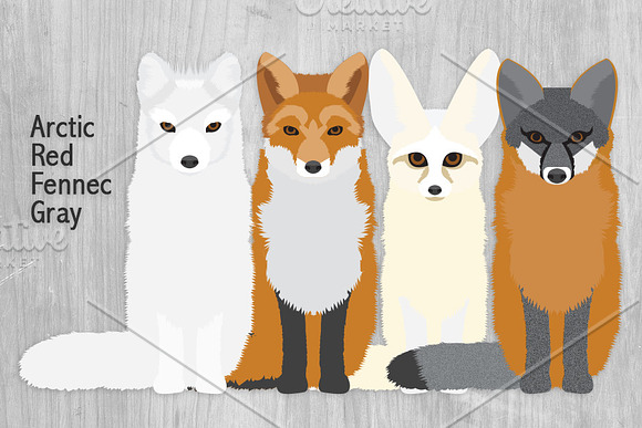 Fox Illustrations - Woodland Animals in Illustrations - product preview 1