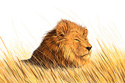 Lion in the meadow