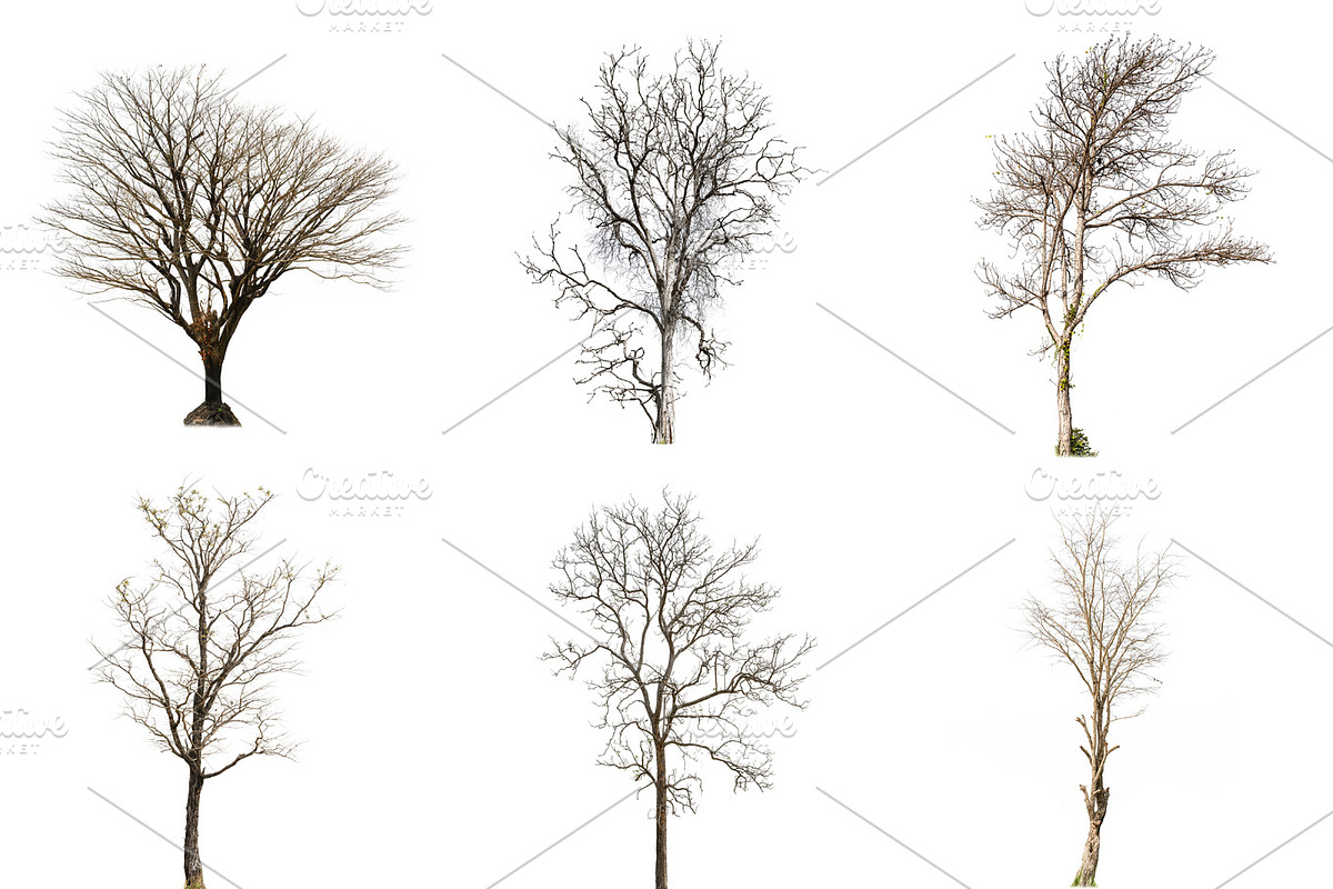 Collection of Dead tree in Objects - product preview 8