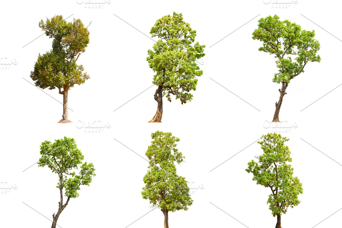 Green Trees Collection in Objects - product preview 8