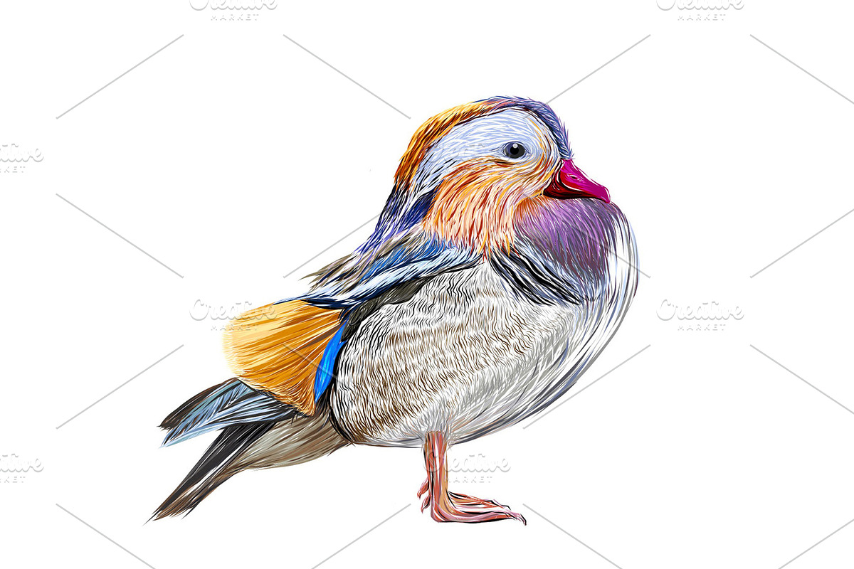 Mandarin Duck  in Illustrations - product preview 8