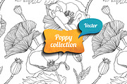 Linear poppy vector collection