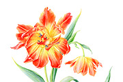 Watercolour Sunny Tulips
